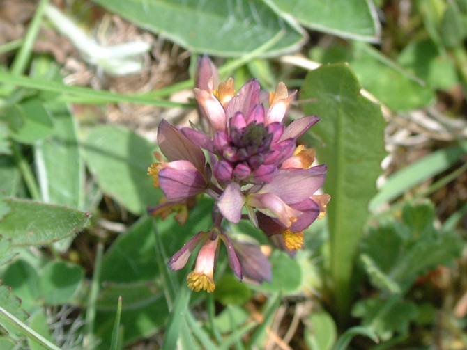 polygala